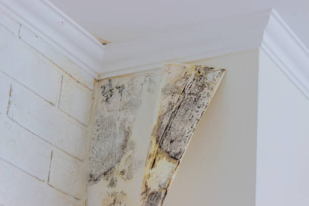 Professional Mold Removal in Moose Wilson Road, WY